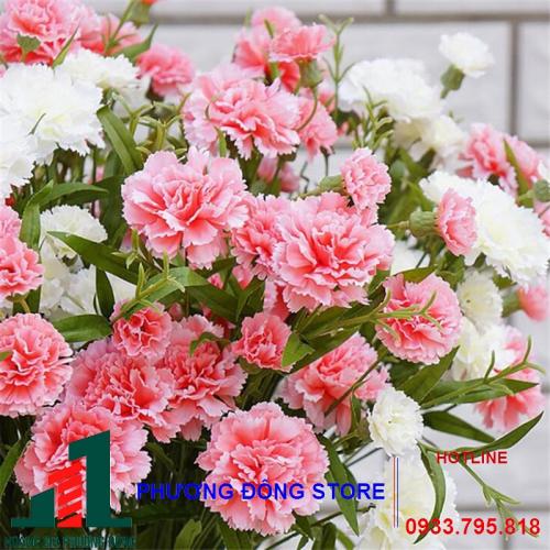 Hạt giống hoa cẩm chướng đơn MIX PN-07 